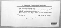 Puccinia nemoralis image